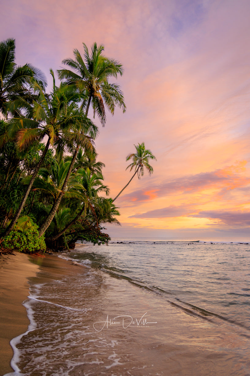 Pink Palms ~ Fine Art Prints