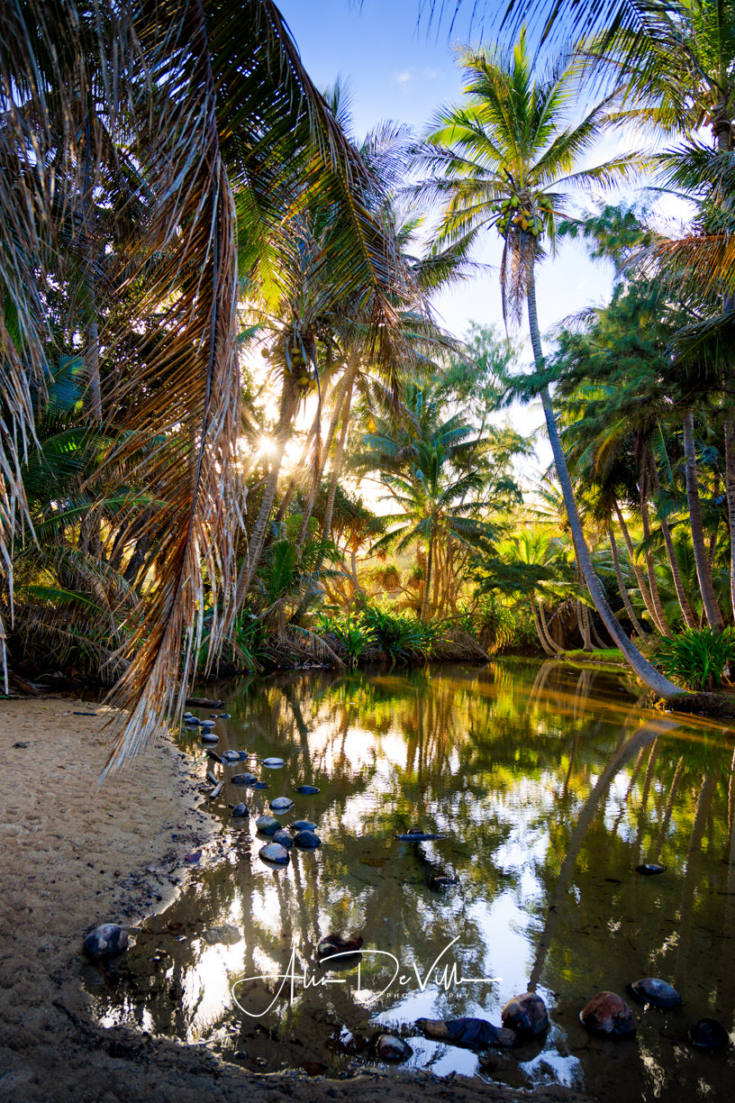 Golden Moments ~ Fine Art Prints