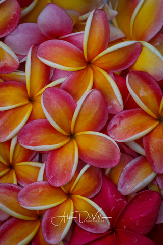 Sunrise Plumeria Collection ~ Fine Art Prints