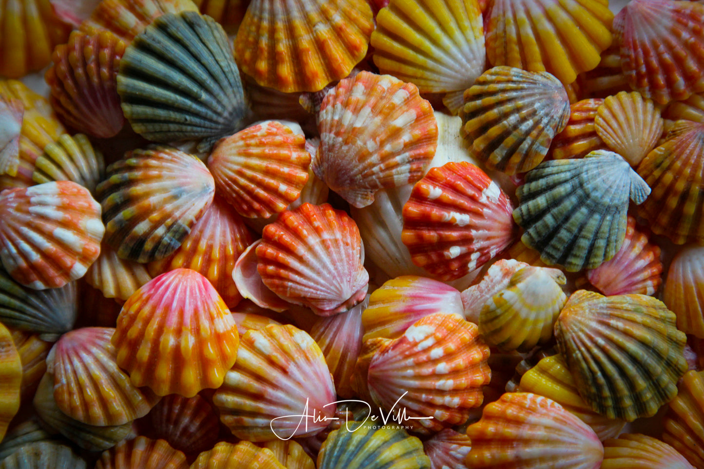 Gems of Paradise ~ Fine Art Prints