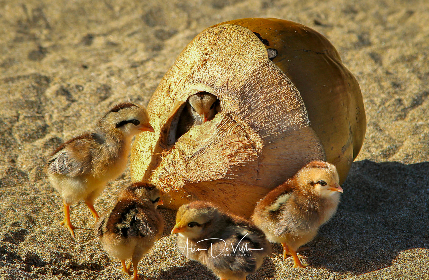 Chicks in a Coconut ~ Fine Art Prints