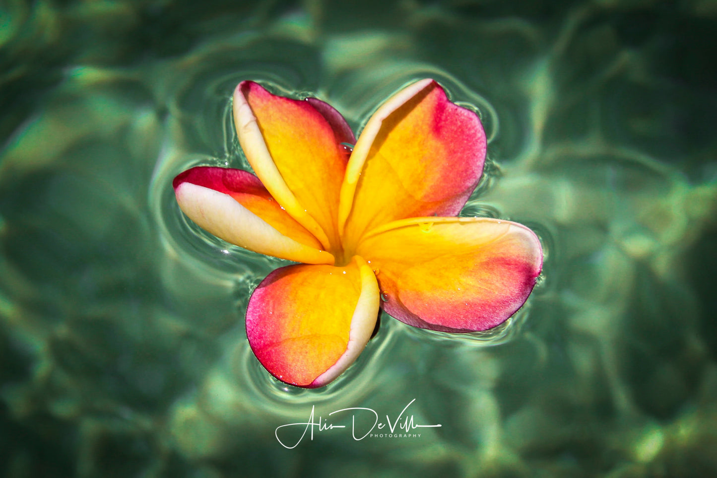 Floating in the Aqua Waters ~ Fine Art Prints