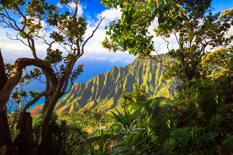 Kalalau Tree View ~ Fine Art Prints