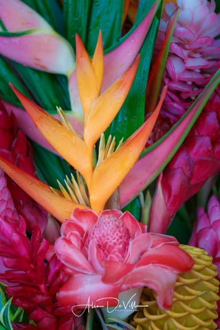 Tropical Flower Beauty ~ Fine Art Prints