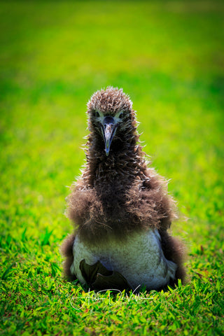 Francis the Albatross