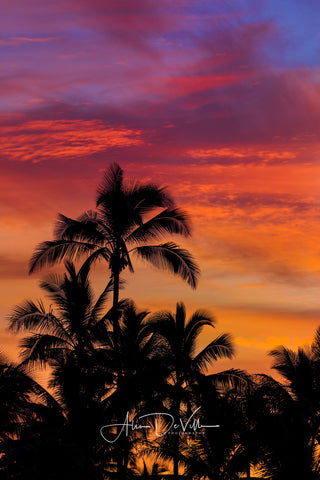 Palm Tree Sunrise ~ Fine Art Prints