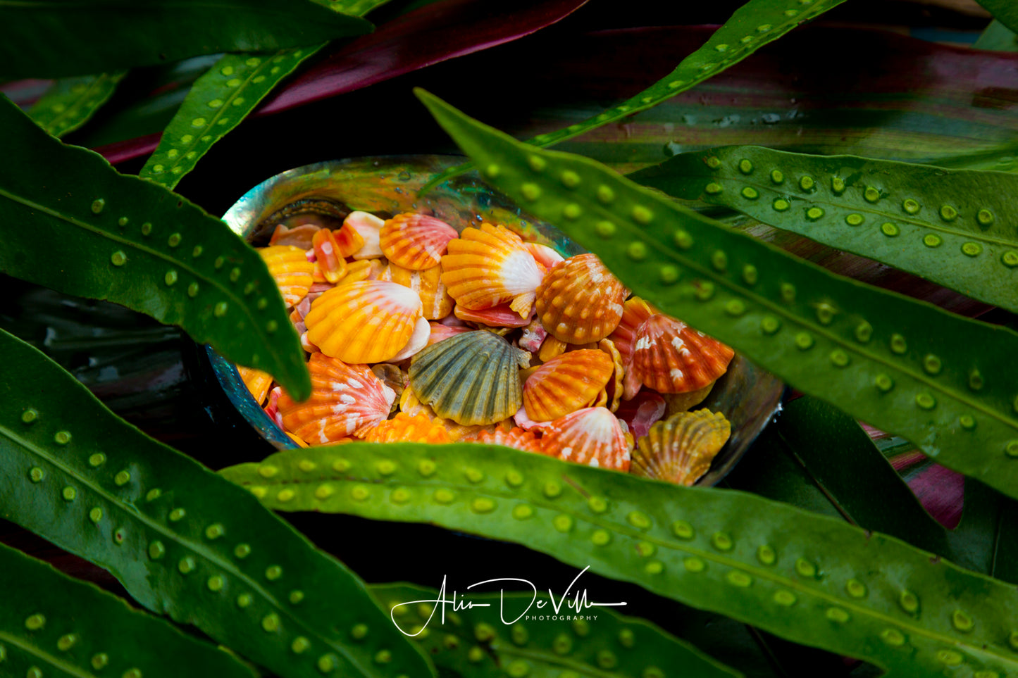 Laua'e Ferns & Sunrise Shells ~ Fine Art Prints