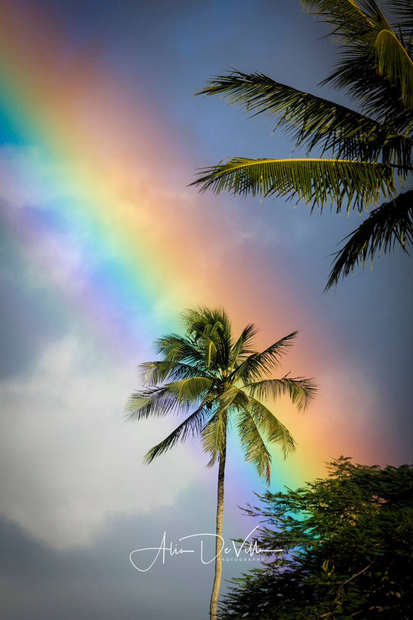 rainbow palm plant Rainbow Palm Tree ~ Fine Art Prints – Alia DeVille Photography