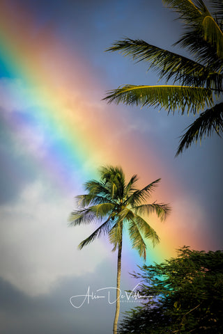 Rainbow Palm Tree ~ Fine Art Prints