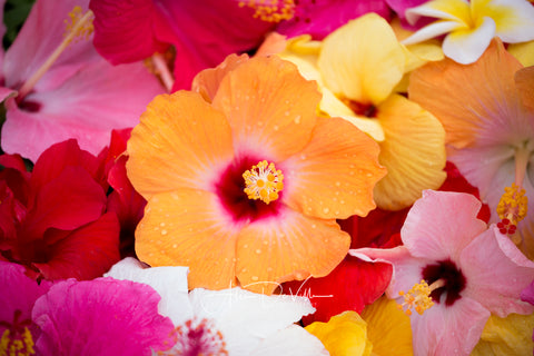 Hibiscus Beauty ~ Fine Art Prints