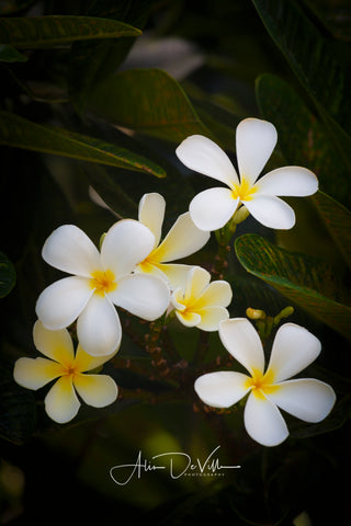 Plumeria Scent ~ Fine Art Prints