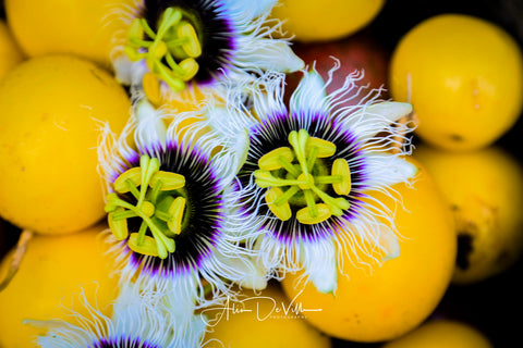 Passion Fruit Gold ~ Fine Art Prints