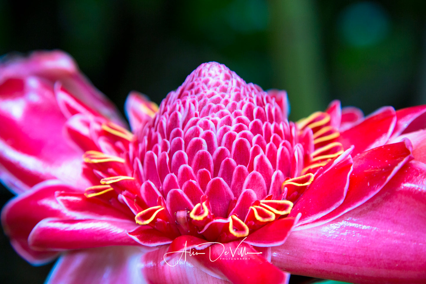 Torch Ginger Brilliance ~ Fine Art Prints