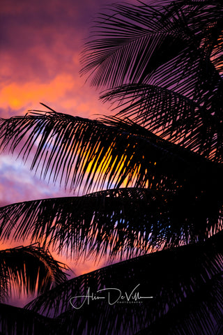 Palm Tree Silhouette ~ Fine Art Prints