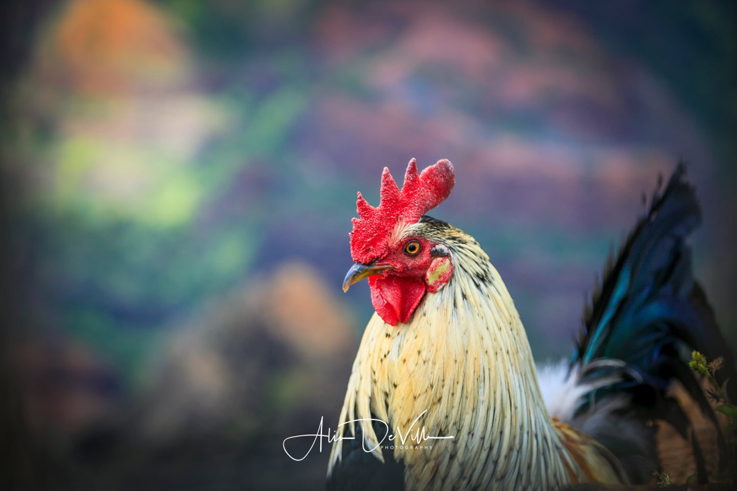 Kaua'i Rooster ~ Fine Art Prints