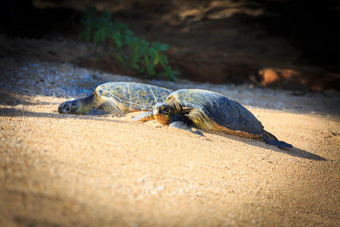 Happy Honu's ~ Fine Art Prints