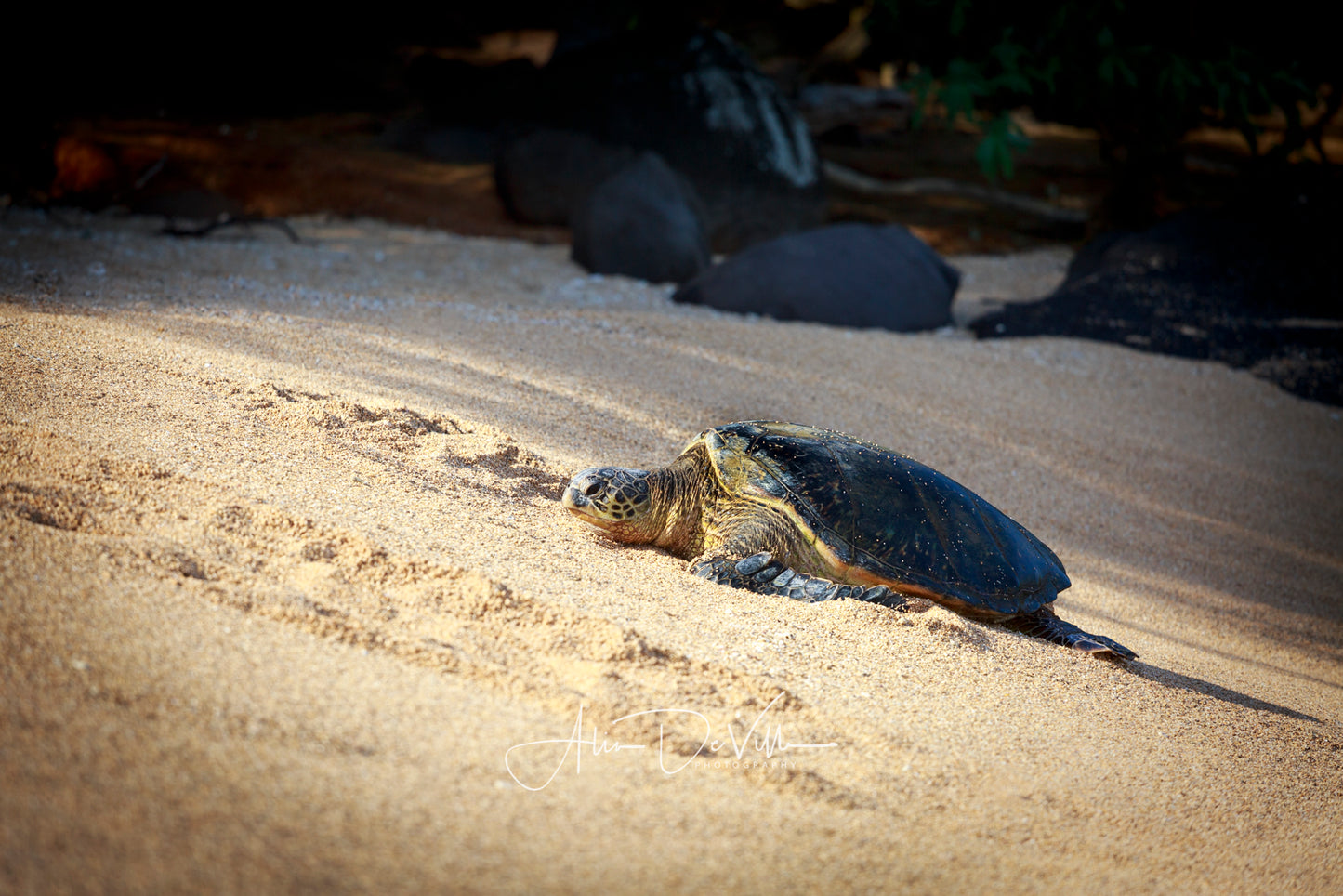 Island Honu ~ Fine Art Prints