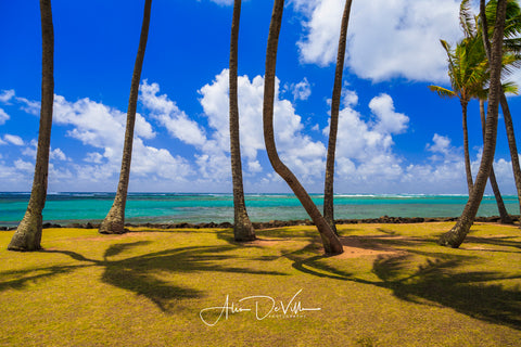 Palms 'n Paradise ~ Fine Art Prints