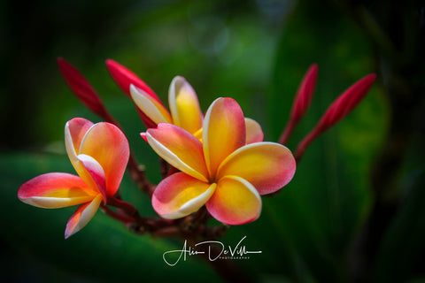Sunrise Plumeria Flower ~ Fine Art Prints