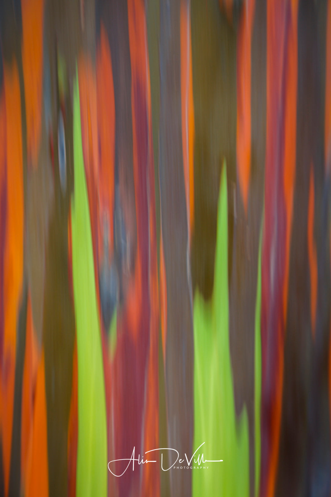 Rainbow Eucalyptus Abstract ~ Fine Art Prints