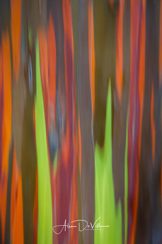 Rainbow Eucalyptus Abstract  ~ Fine Art Prints