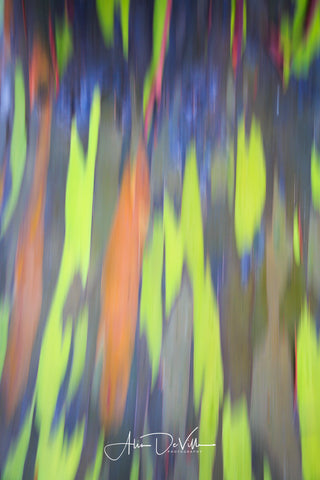 Rainbow Eucalyptus Abstract IIII  ~ Fine Art Prints