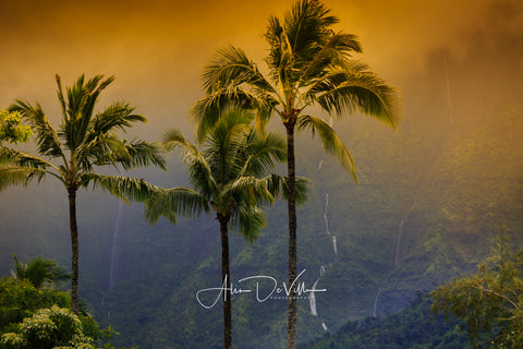 Palm Trees & Waterfalls of Hanalei ~ Fine Art Prints