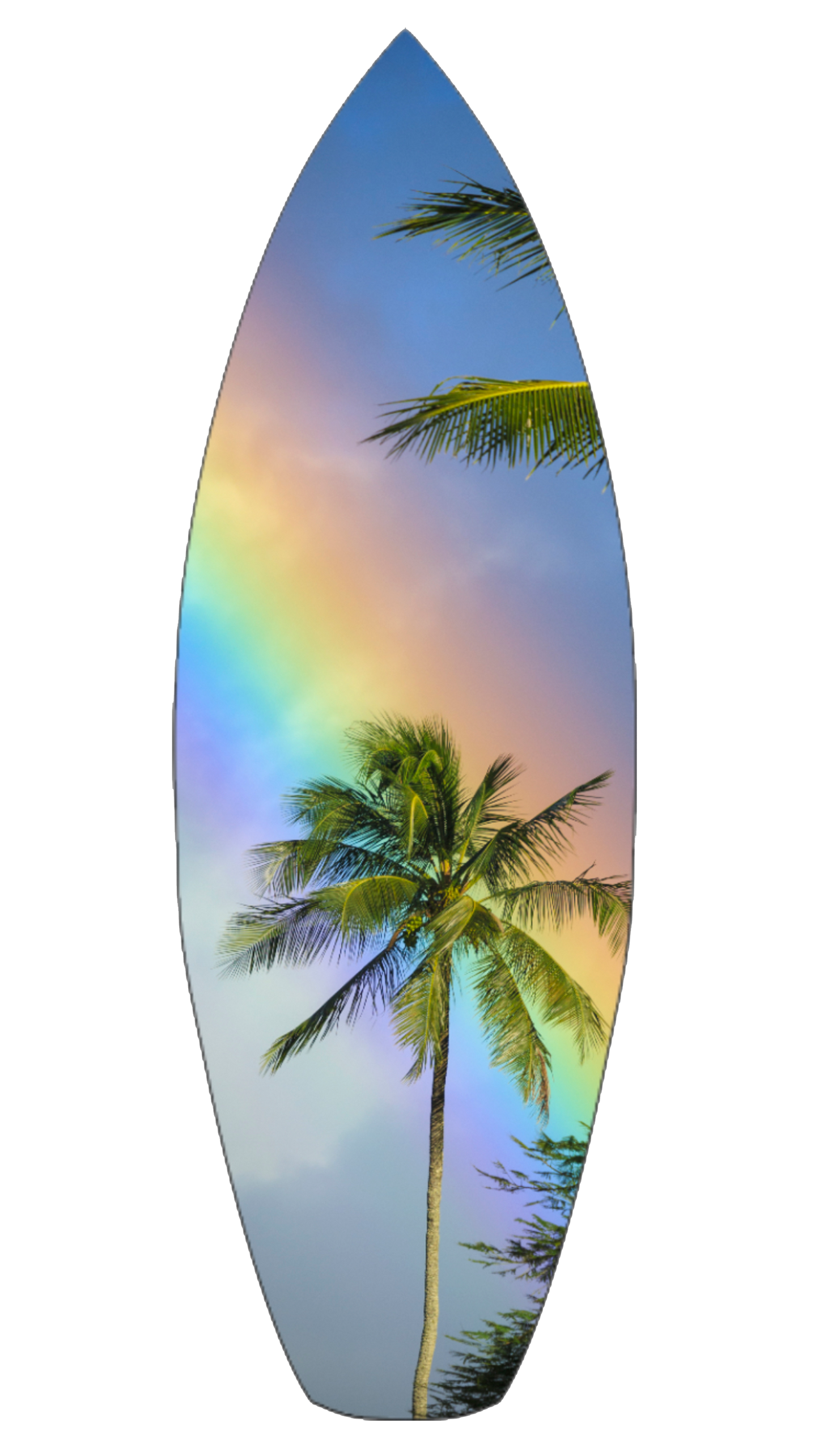 Rainbow Palm Tree