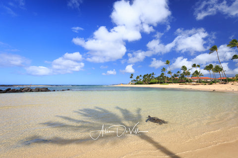 Palm Tree Honu ~ Fine Art Prints