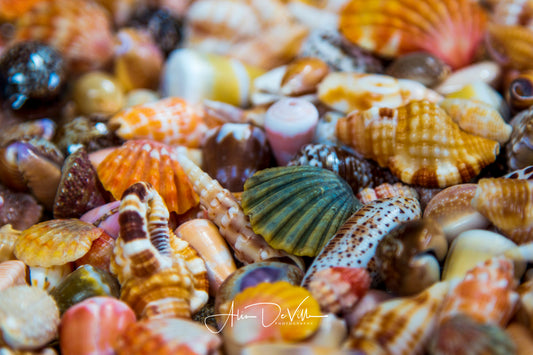 Seashell Treasures ~ Fine Art Prints