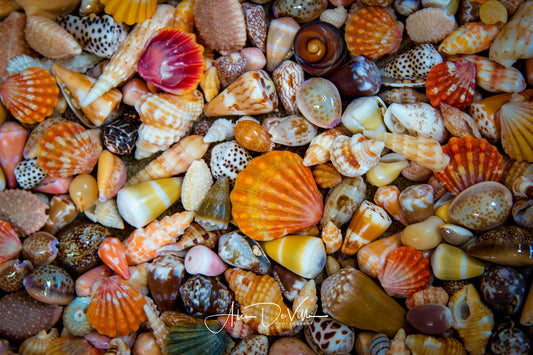 Island Treasures~ Fine Art Prints
