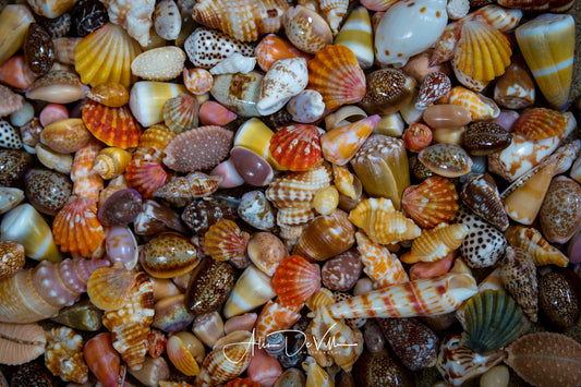 Gifts from the Sea~ Fine Art Prints