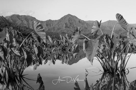 Hanalei Kalo B&W ~ Fine Art Prints