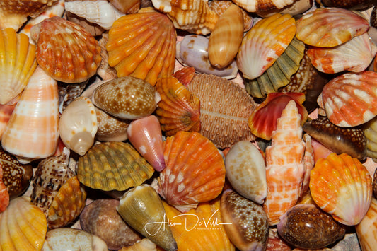 Island Shells ~ Fine Art Prints