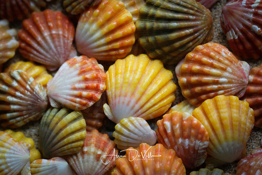 Kaua'i Sunrise Shells ~ Fine Art Prints