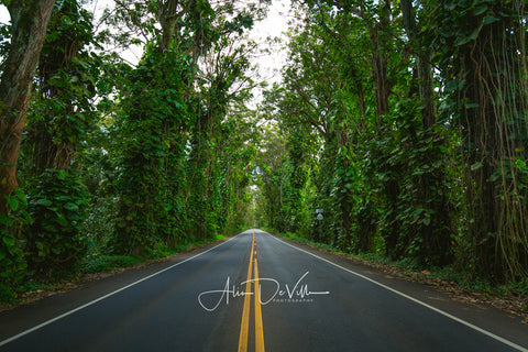 Maluhia Road Tree Tunnel ~ Fine Art Prints