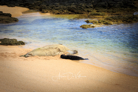 Momma and Baby Monk Seal   ~ Fine Art Prints