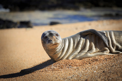 Monk Seal Cuteness  ~ Fine Art Prints