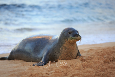 Kaua'i Monk Seal   ~ Fine Art Prints