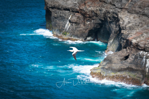 Red Footed Booby  ~ Fine Art Prints