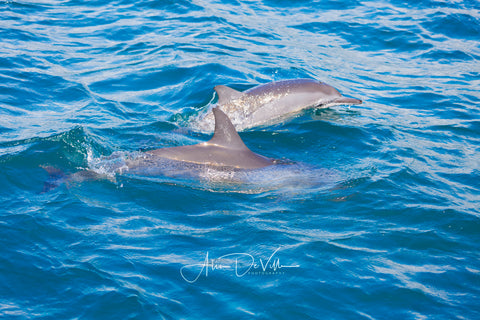 Spinner Dolphins ~ Fine Art Prints