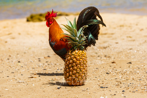 Pineapple Rooster ~ Fine Art Prints