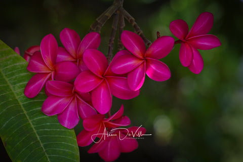 My Favorite Plumeria ~ Fine Art Prints