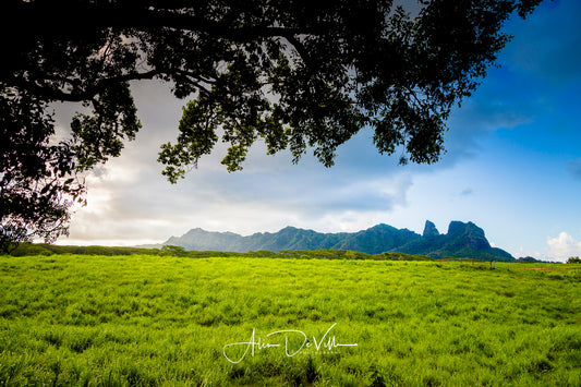 Kalalea ~ Fine Art Prints