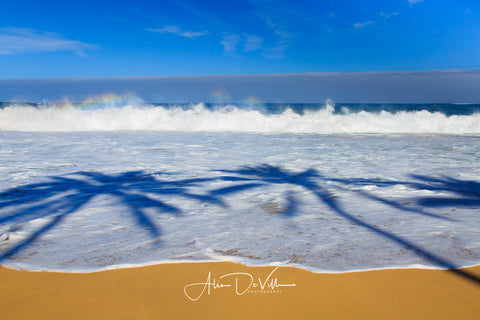 Palm Tree Shadow ~ Fine Art Prints