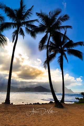 Hanalei Bay Palms  ~ Fine Art Prints