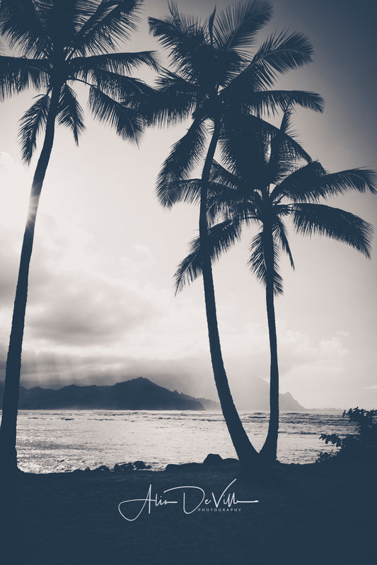 Hanalei Bay Palms B&W  ~ Fine Art Prints