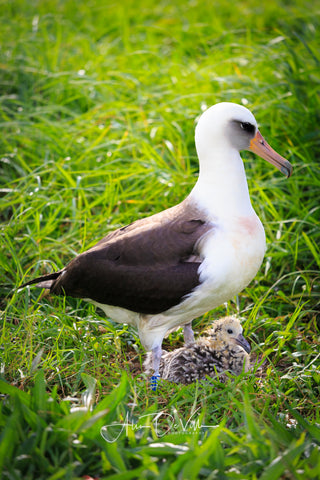 Albatross Baby and Makua ~ Fine Art Prints