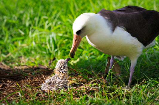 Albatross Love  ~ Fine Art Prints