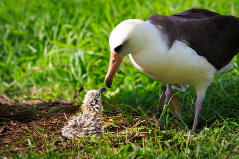 Albatross Love  ~ Fine Art Prints